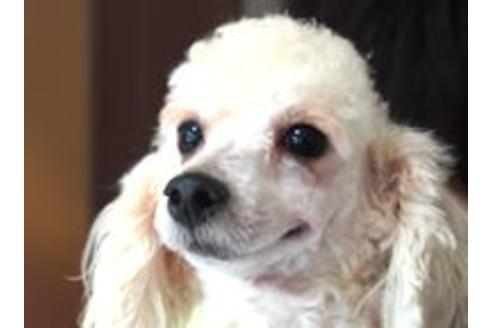 販売中のトイプードルの親犬